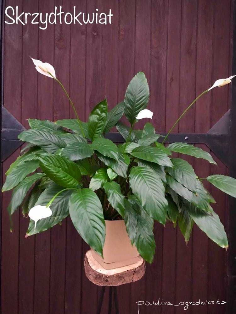 Kwiat doniczkowy - Monstera, hoja, skrzydłokwiat, grubosz, geranium