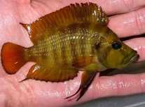 Altolamprologus compressiceps fire Fin tanganika 2