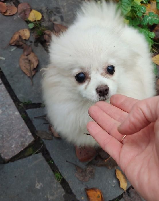 Маленькі пухнастики