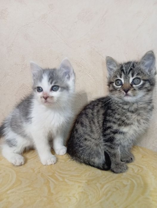 Віддам кошенят. Кошенята шукають господарів