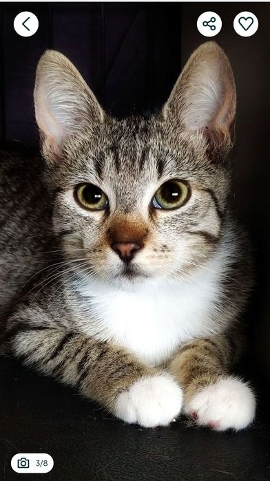 16 tygodniowa kicia szuka miłości