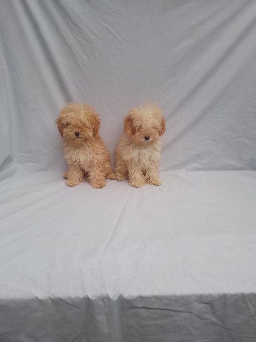 Продам щенков мальтипу