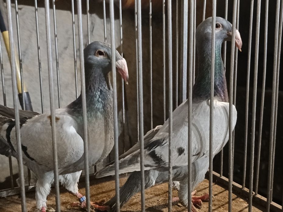 Gołębie rzeszowskie