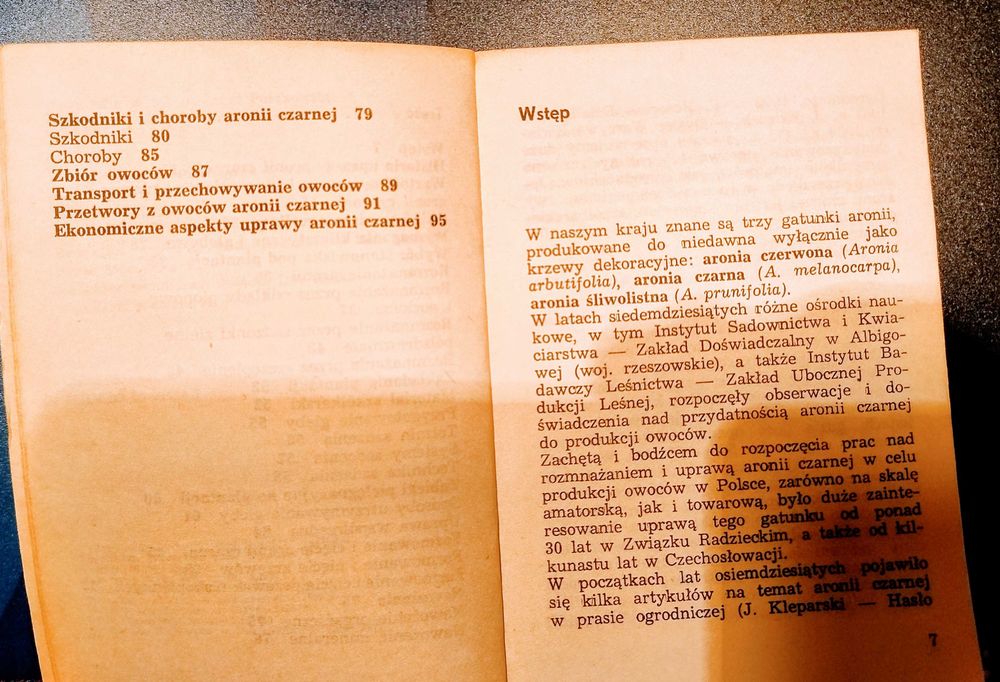 Aronia+ Kleparski ,Domino