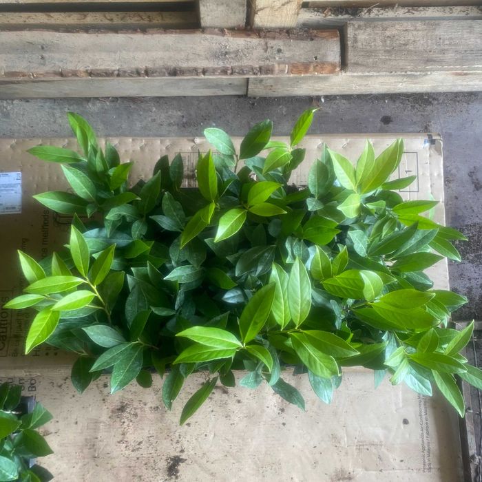 Laurowiśnia wschodnia Caucasica, Novita! Sadzimy! Prunus! 150 cm!