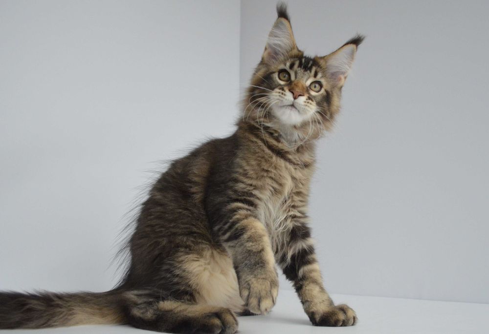 Мейн кун . Мальчик Нильс 3 мес.