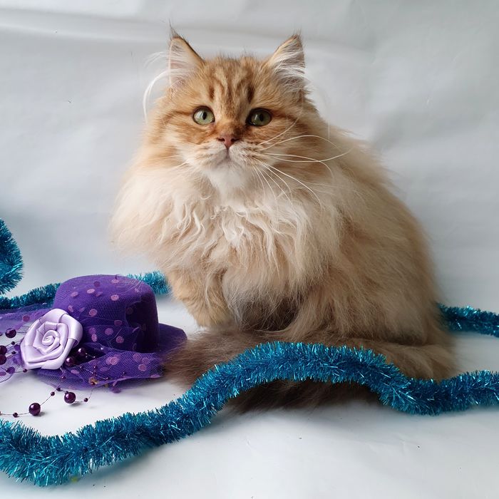 Харьков Кошечка британка, клубная вакцинована. Котята, котенок, кошеня