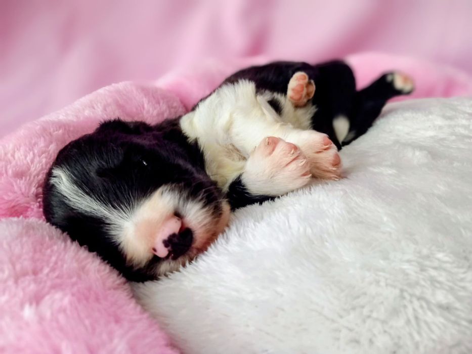 Border Collie piesek Murzyn