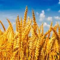 Пшениця та Ячмінь
