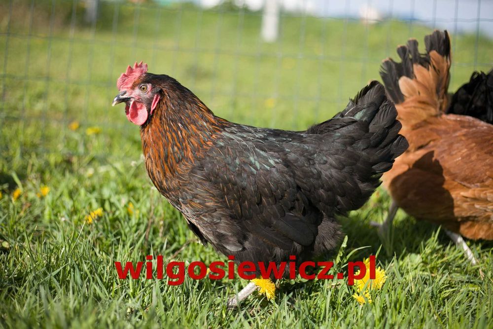 Kurki odchowane Rosa dowóz Gratis