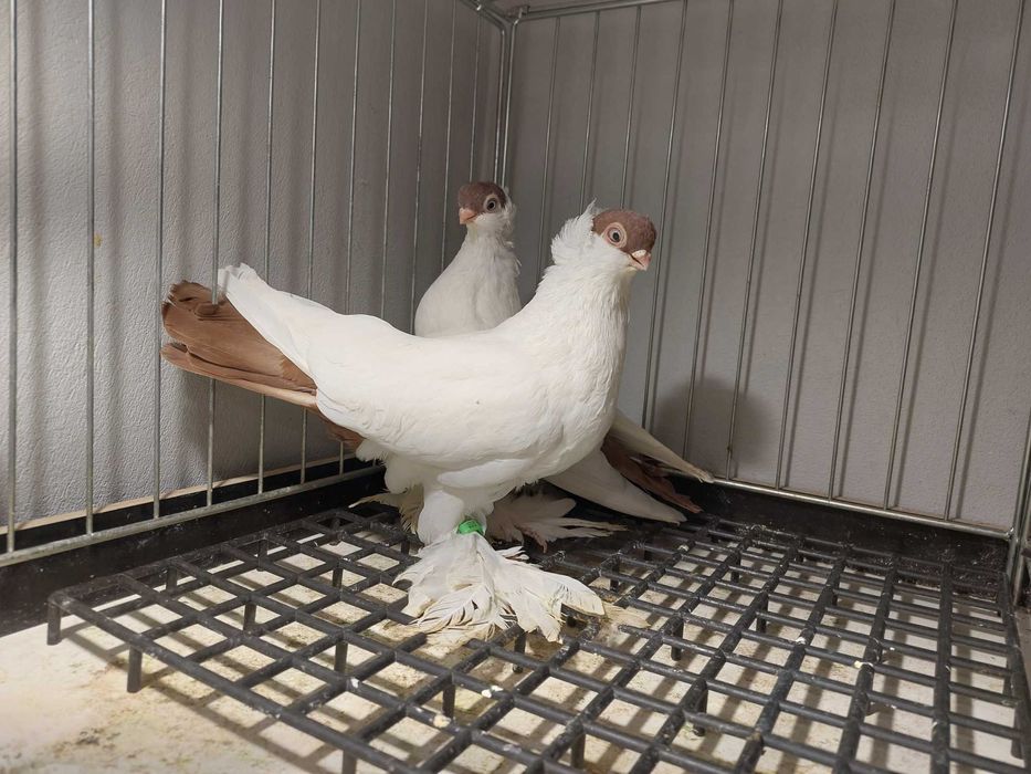 Krymki białostockie 25r para czerwonych