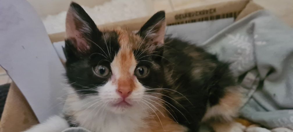 Gatinha (pensamos ser) para adoção
