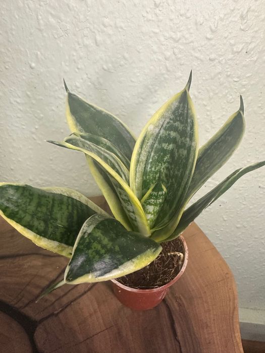 Каладіуми, тіландсії,