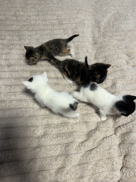 Отдам котят в добрые руки бесплатно