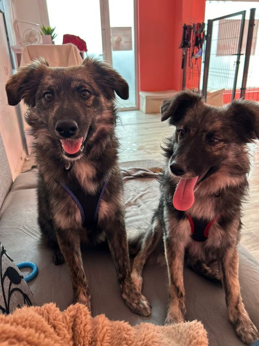 Wesoły duet do pokochania! Tessa i Bobi szukają domu