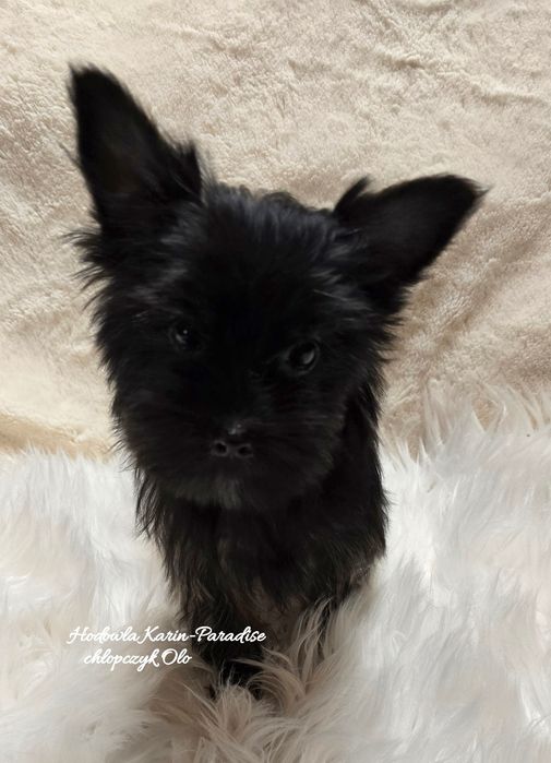 Yorkshire terrier piesek