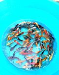 Carpas koi 7-9CM - Qualidade Garantida e Envio Seguro!