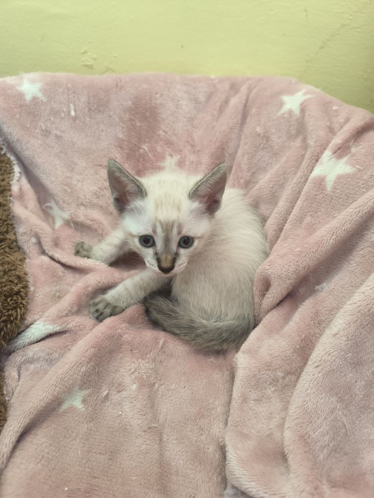 Doação de gatinhos lindos