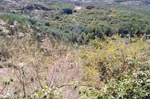 Terreno 6.000m2 em Lagares - Coimbra