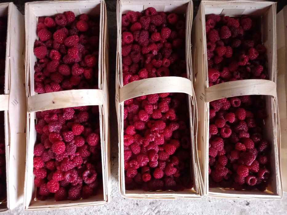 Sadzonki malin jesienna Poemat