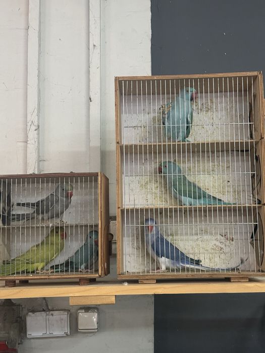 Sprzedam aleksandrety obrożne