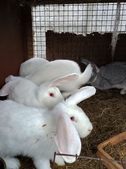 Sprzedam młode króliki