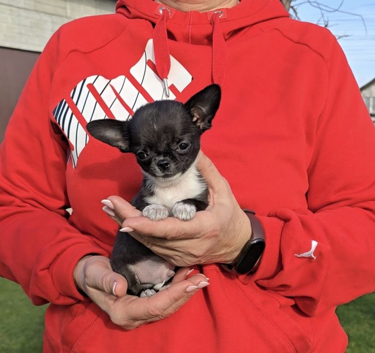 Надзвичайні красунчики чихуахуа.