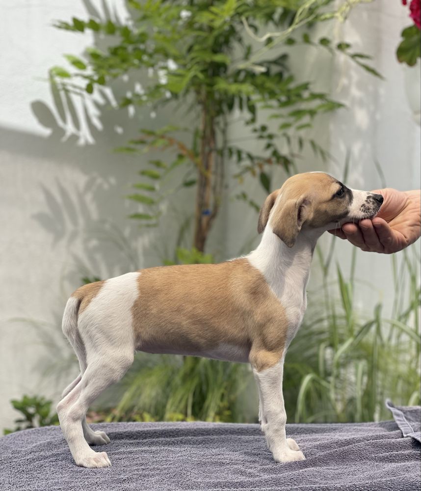 Piękna suczka Whippet ZKwP Revirado FCI do  odbioru