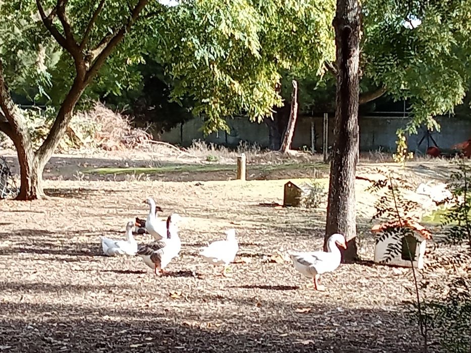 Gansos adultos  25€