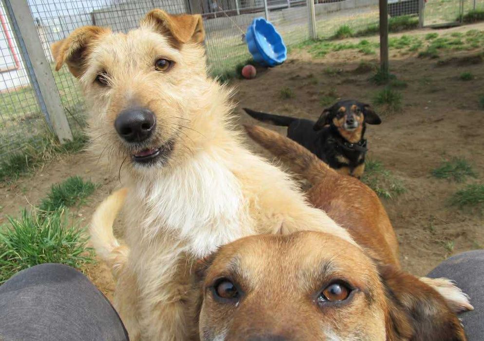 Kremuś ok 2 let wyjątkowy pies czeka na adopcję  Bezd.Szuk.Dom.