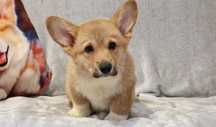 Welsh Corgi Pembroke, piesek z długim ogonkiem