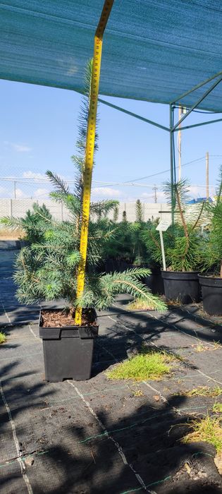 Ель Majestic Blue, Коника(Conica), Nidiformis, Will's Zwerg, Sonia