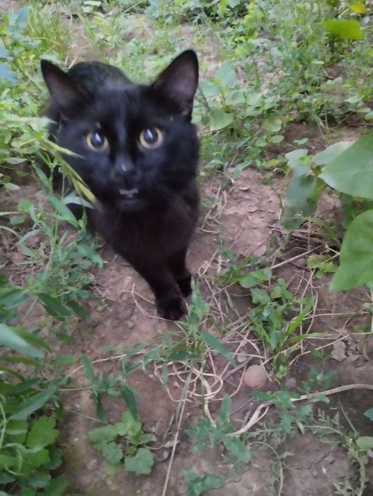 Кіт чорний кот котик безкоштовно в добрі руки