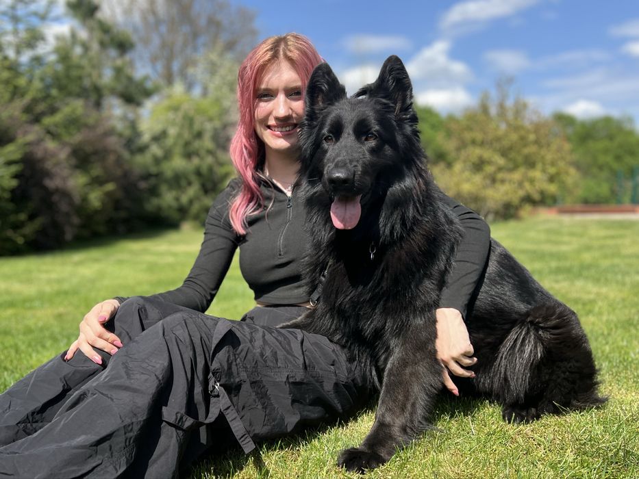 Owczarek Niemiecki Długowłosy - szczenię umaszczenie CZARNE