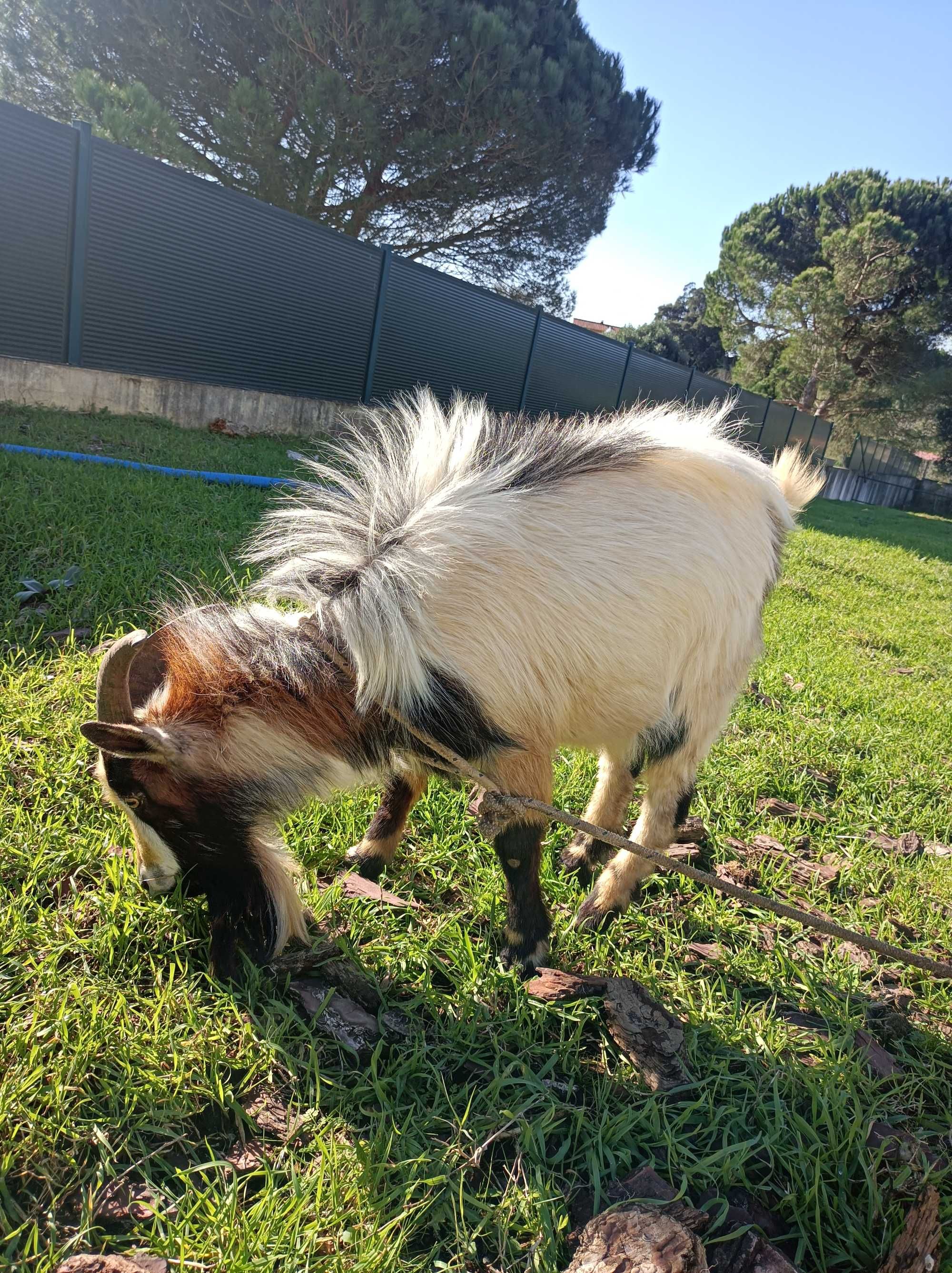 2 Cabras anãs à venda