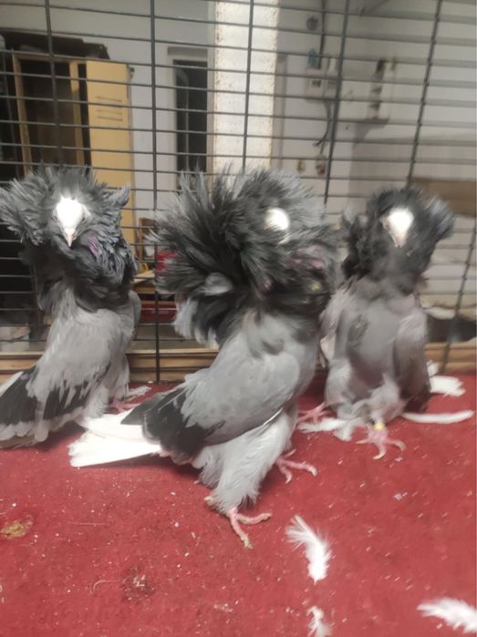 Prerukarze Garłacze pomorskie