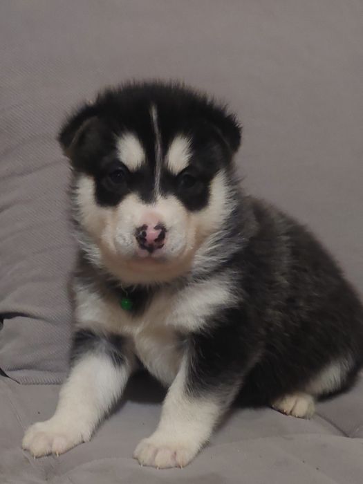 Piesek Alaskan Malamute