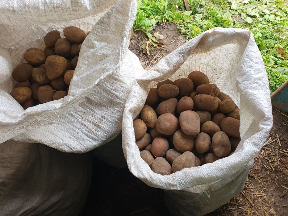 Картопля для корму