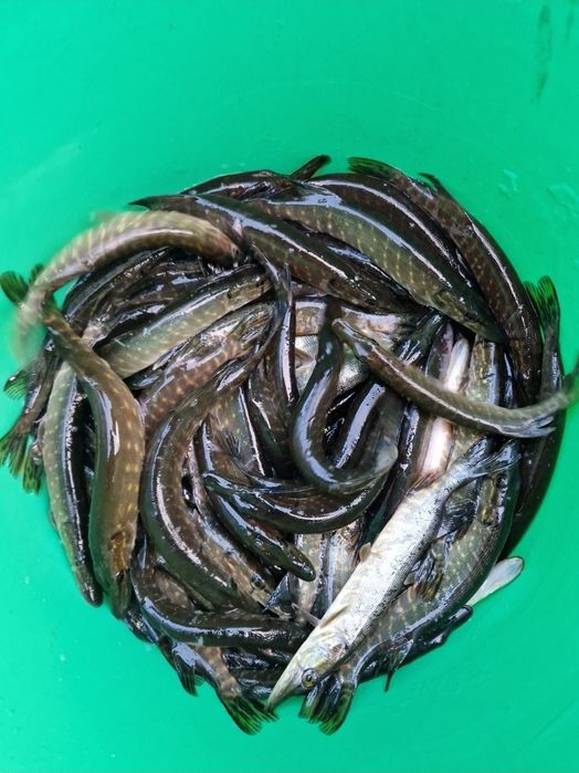 Narybek Szczupak 25-35 cm inne Sandacz Amur Karp Tołpyga Lin Jesiotr