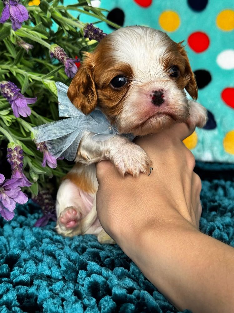 Chłopiec Cavalier King Charles Spaniel