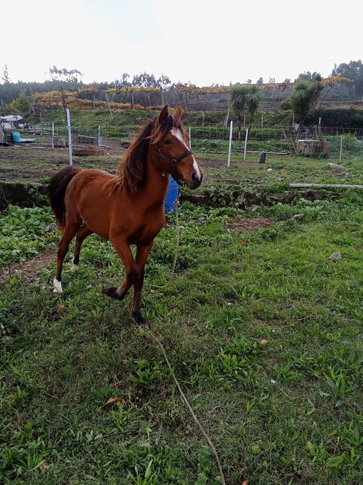 Poldra lusitana cruzada