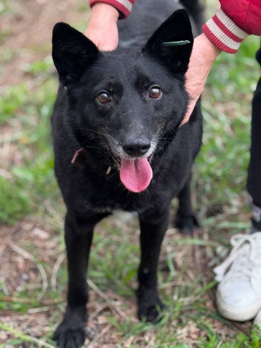 отдам бесплатно собаку, Бобик ищет дом