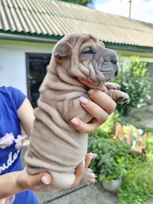 Шарпей щенки продаж