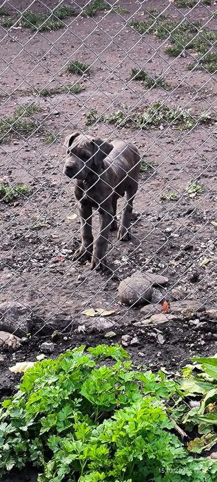 Чистокровні, породисті кане корсо