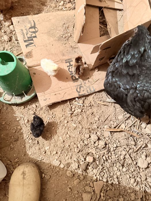 Aves capoeira pintos