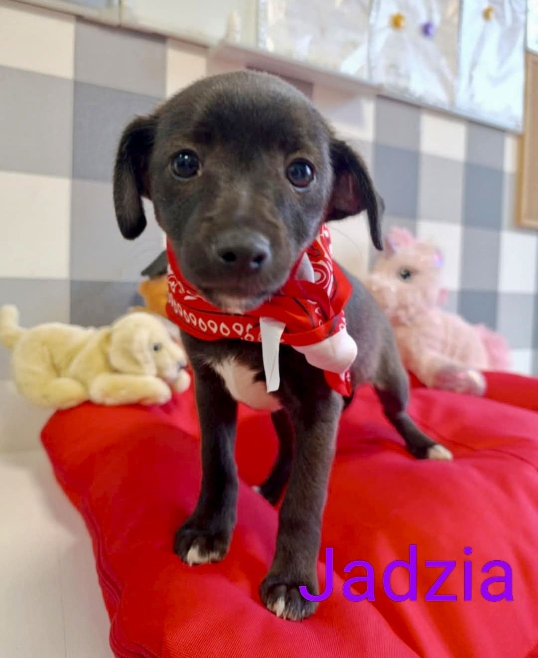 Gucio ,Henio i Jadzia opłacają się do adopcji :)