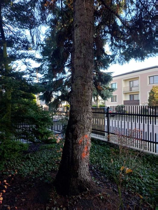 Oddam 3 duże świerki w zamian za wycinkę