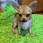 Chihuahua piesek