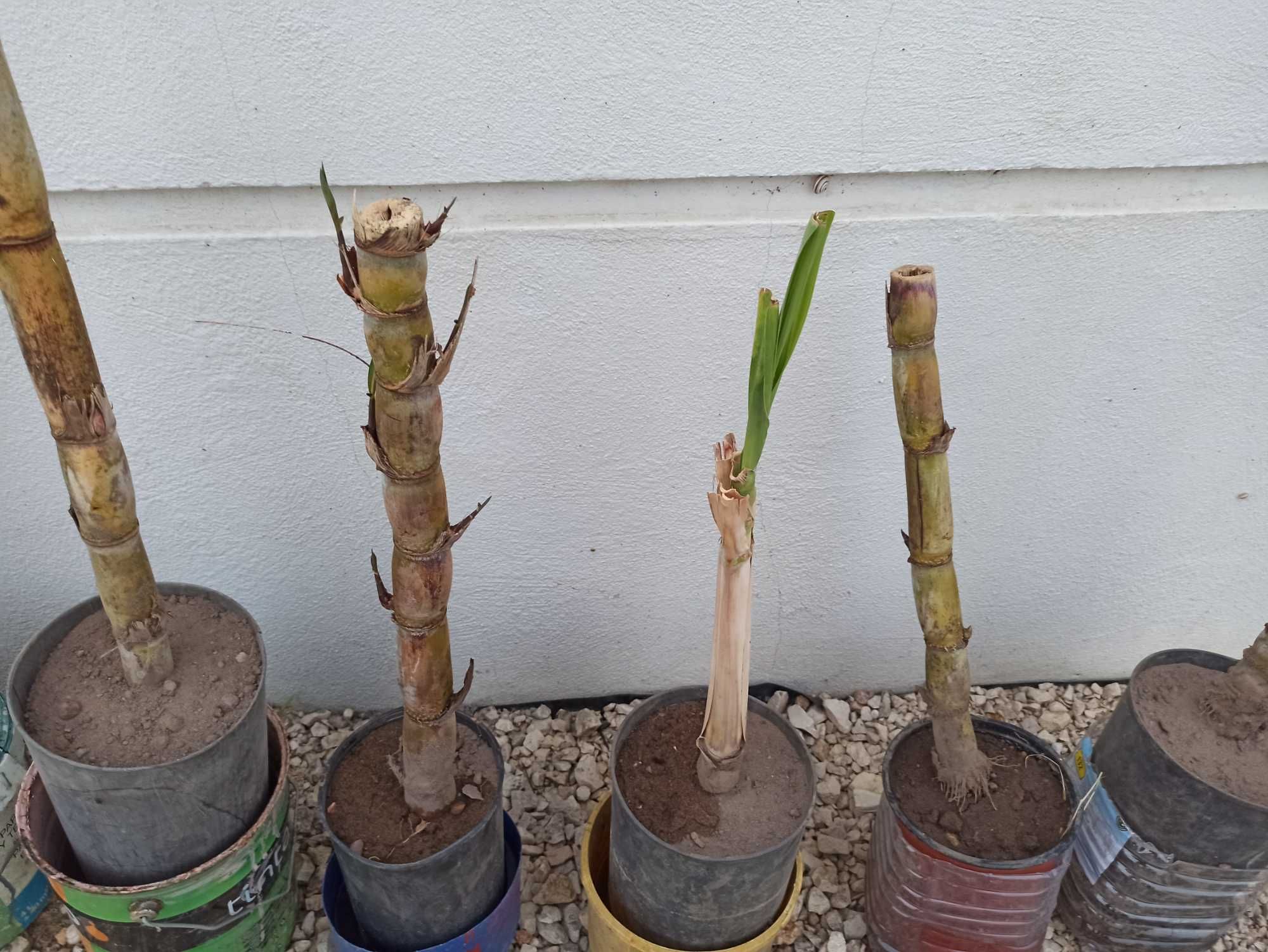 Cana de açúcar envasadas