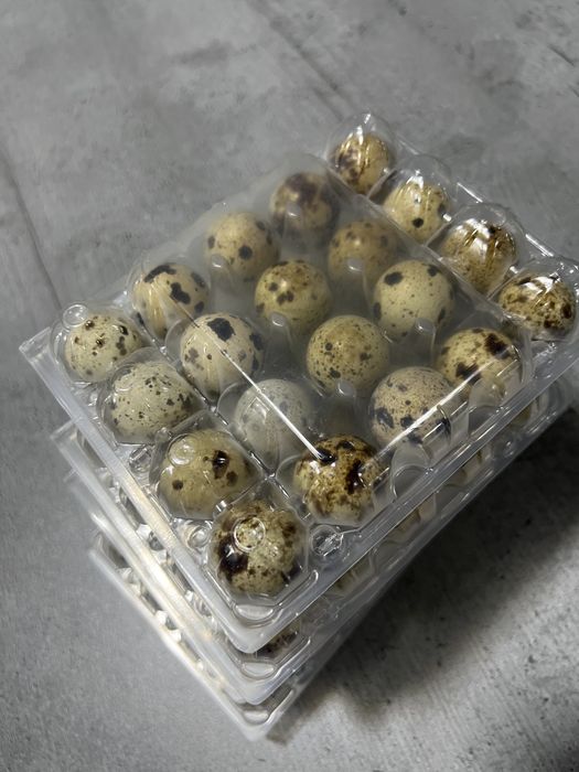 Яйця перепилині домашні